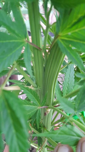Growreport Bild 1