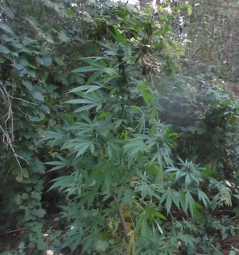 Dubai Poison