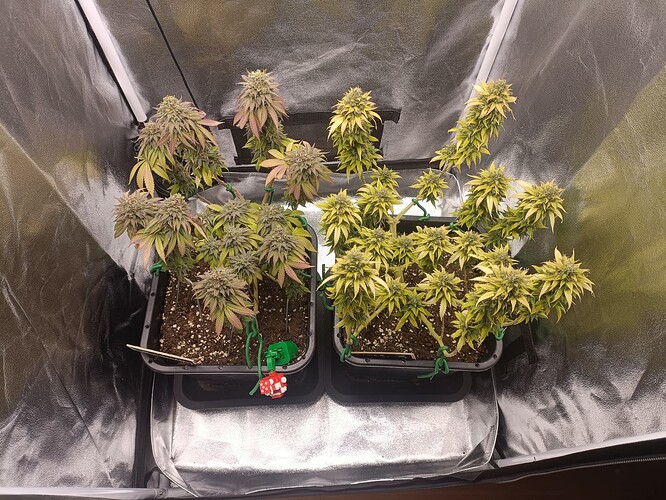 Growreport Bild 22