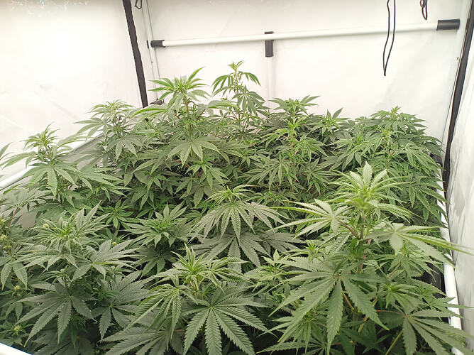 Growreport Bild 3