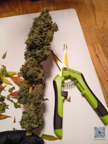 Growreport Bild 4