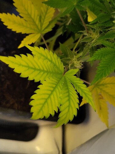Growreport Bild 1