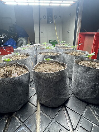 Growreport Bild 4
