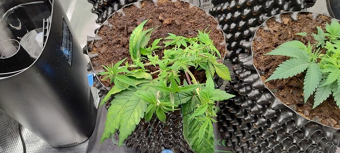 IMG_20250930_173209544_HDR