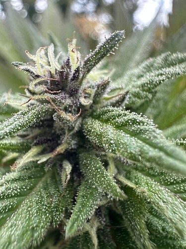 Growreport Bild 3