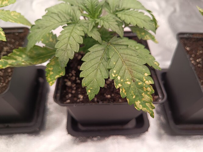 IMG_20240812_185301_713