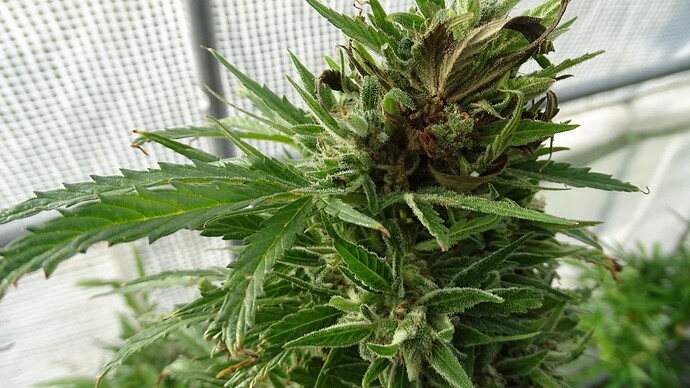 Growreport Bild 4