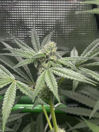 Growreport Bild 10