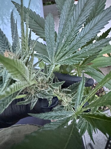 Growreport Bild 4