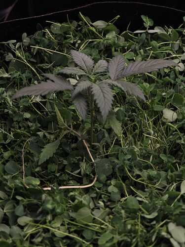Growreport Bild 13