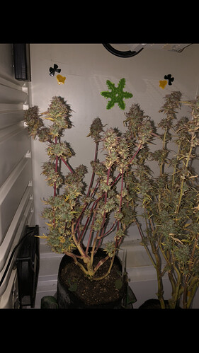 Growreport Bild 7