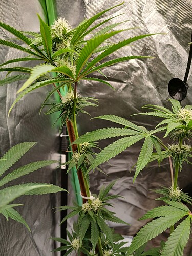 Growreport Bild 7