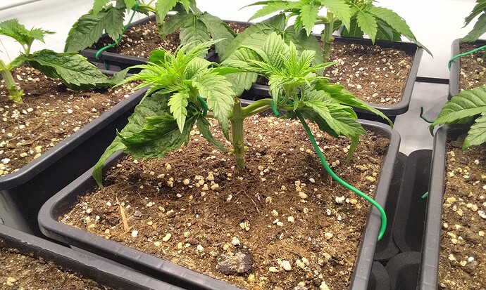 IMG_20251005_090749 (1)