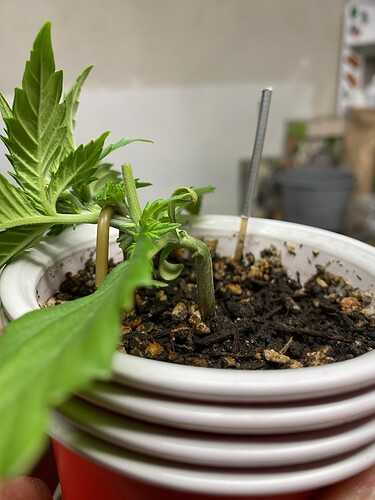 Growreport Bild 36