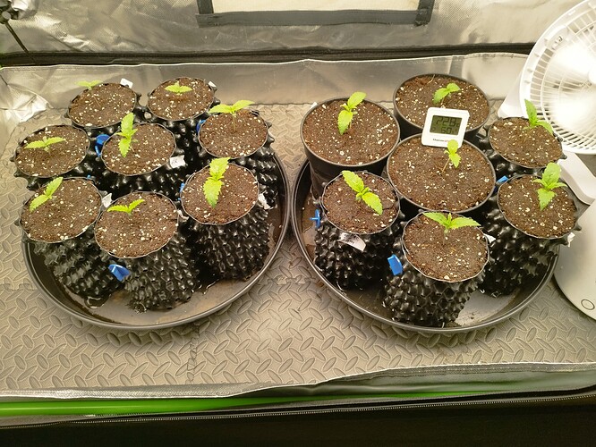 Growreport Bild 1