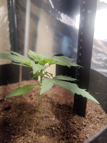 zkittlezUnten