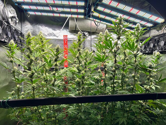 Growreport Bild 1