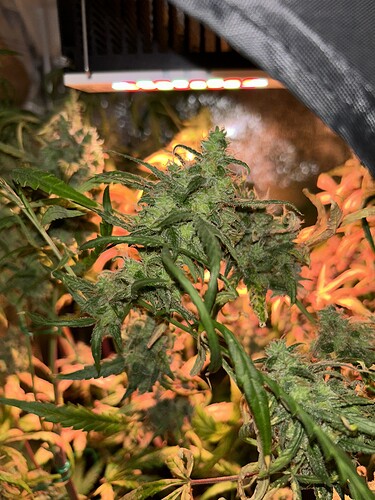 Growreport Bild 2