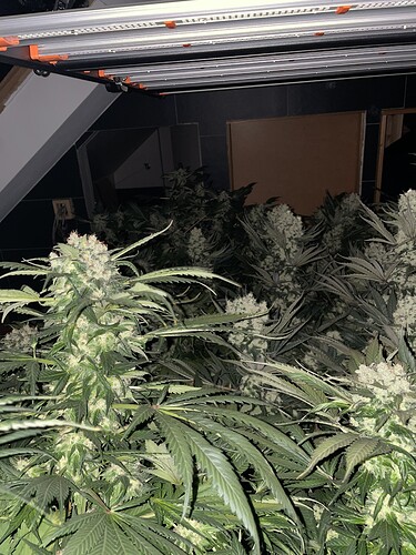 Growreport Bild 2