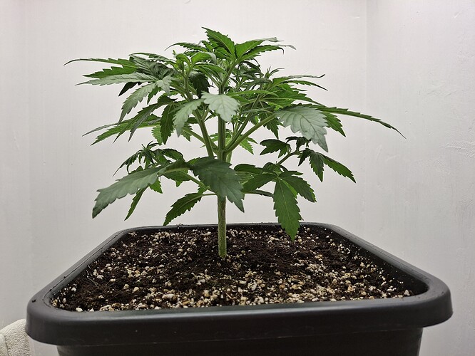 Growreport Bild 35