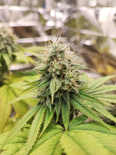 Growreport Bild 5