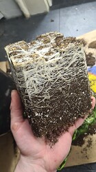 Growreport Bild 9