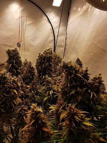 Growreport Bild 3