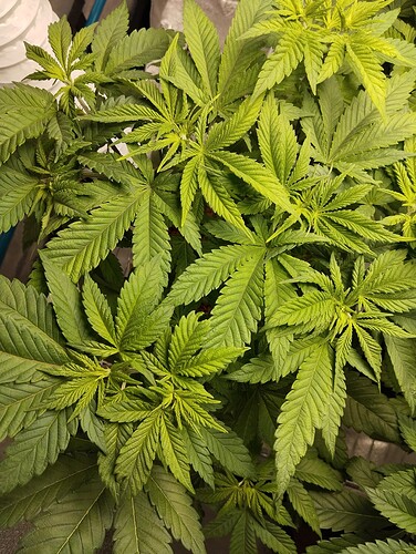 Growreport Bild 7