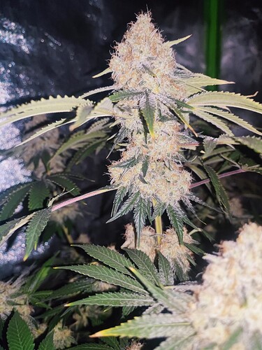 Growreport Bild 56