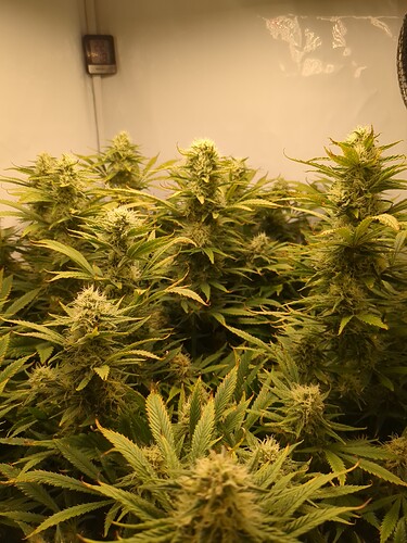 IMG_20240210_175033_065