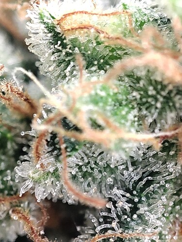 Growreport Bild 62