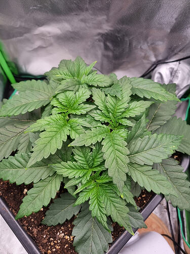 Growreport Bild 1