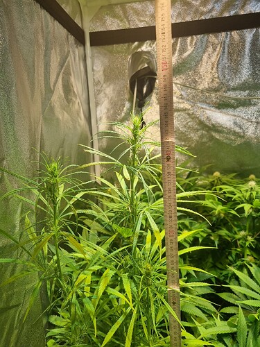 Eine Cannabis-Pflanze im Wuchs mit einem Maßstab daneben, der etwa 150 cm anzeigt.