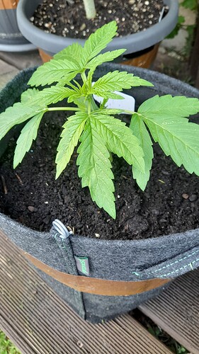 Growreport Bild 13