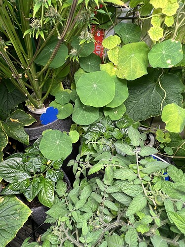 Growreport Bild 5
