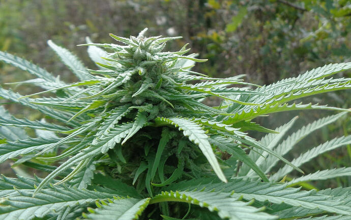 Durban3