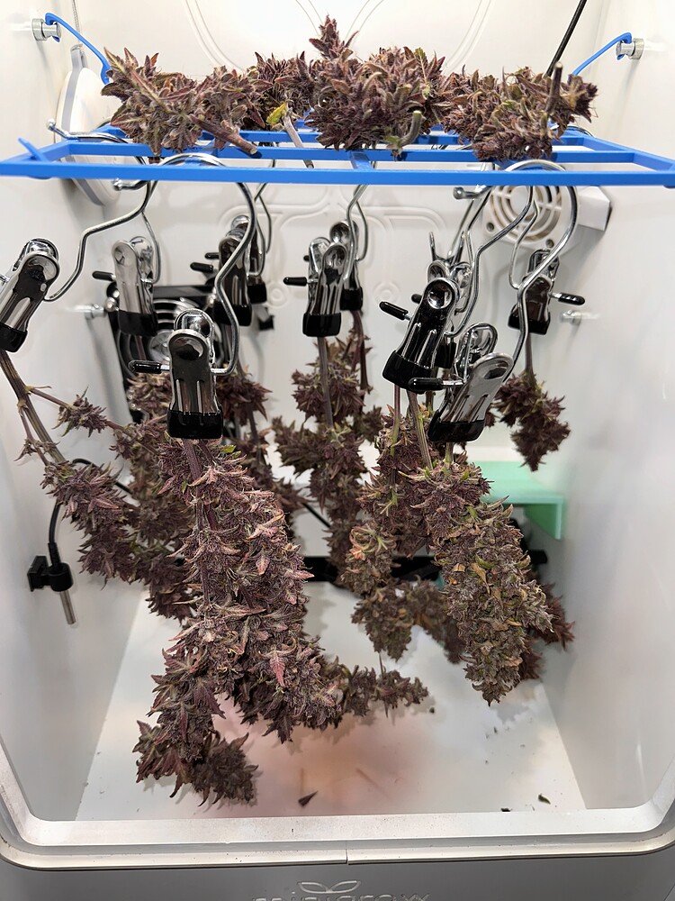 Minigrow One - Banana Purple Punch Auto