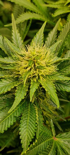 Growreport Bild 10