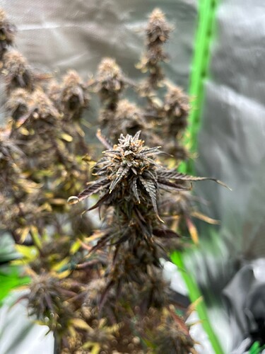 Growreport Bild 16