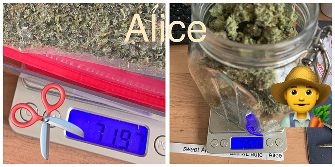 Oma's 2. Grow -> 1x Imperium X Auto + 2x Sweet Amnesia Haze XL Auto