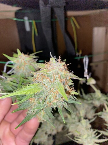 Growreport Bild 59