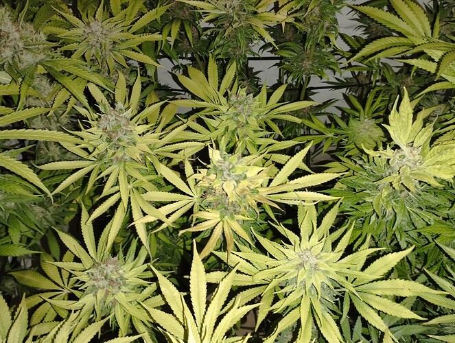 Growreport Bild 19