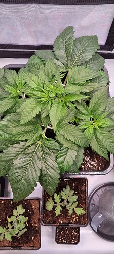 Growreport Bild 6