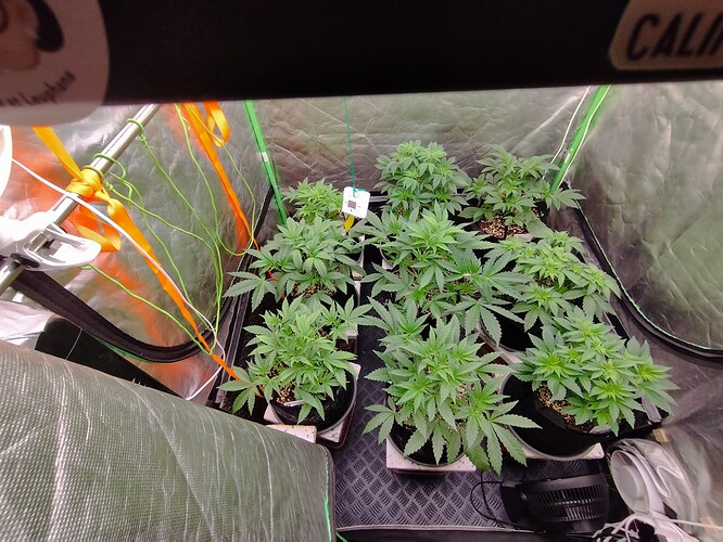 Mehrere junge Cannabis-Pflanzen in Töpfen wachsen in einem Zelt.