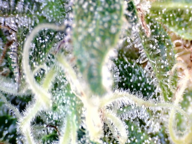 Growreport Bild 20