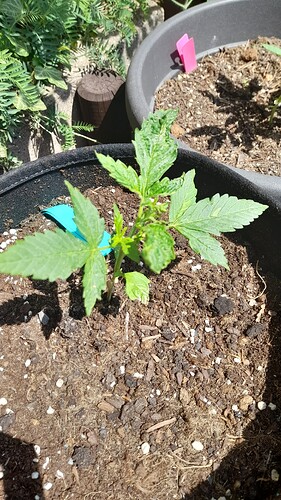 Growreport Bild 5