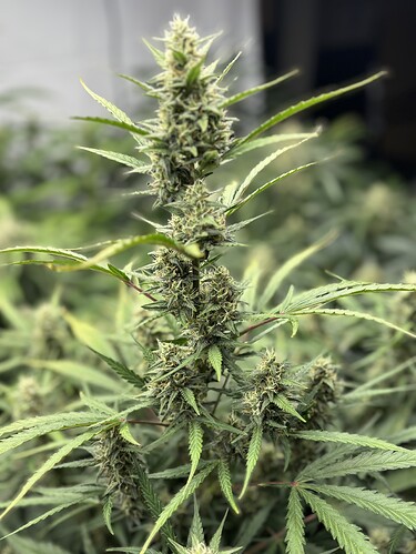 Growreport Bild 54