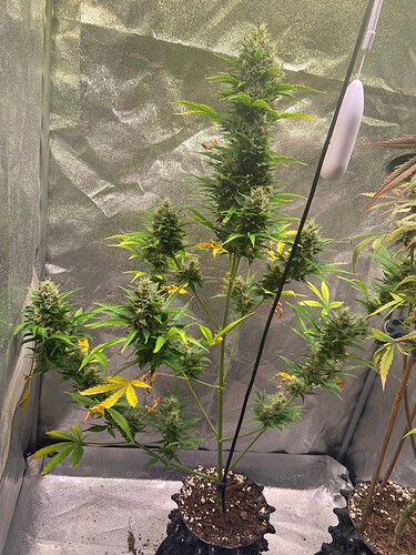 Growreport Bild 8