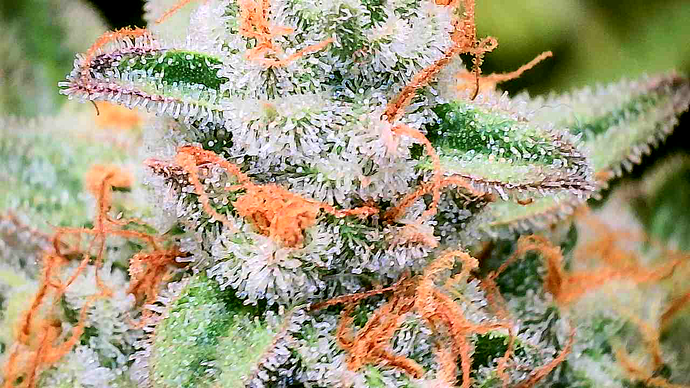 Growreport Bild 5