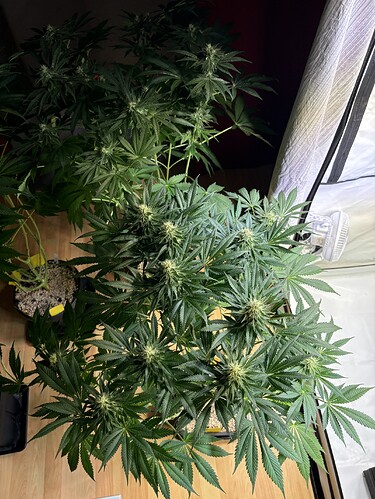 Growreport Bild 42